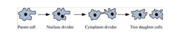 How Do Organisms Reproduce Class 10 Notes