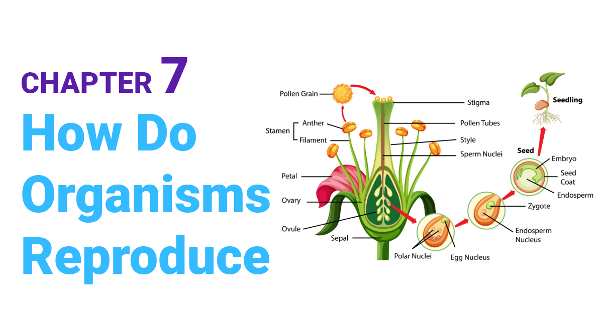 NCERT Solutions for Class 10 Chapter 7 How do Organisms Reproduce